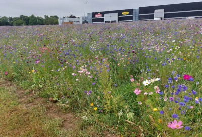 Prairie fleurie - ChÃ¢teaulin
